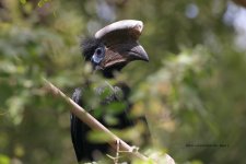 Black-casqued Hornbill - Cape Point, The Gambia.jpeg