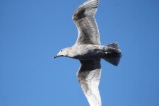 Andrew's RFP Gull U2.jpg