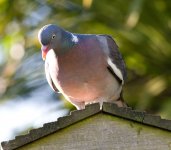 woodpigeon2.jpg