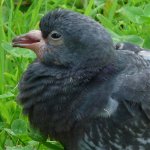 Feral Pigeon (juvenile).jpg