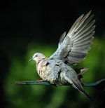 spotted dove.A640.sw20xIMG_8977.jpg