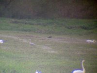 Glossy Ibis.jpg