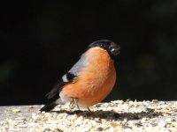 Bullfinch.jpg