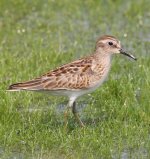 1.LeastSandpiper.JPG