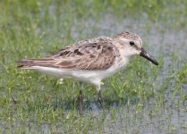 2.SemipalmatedSandpiper.JPG