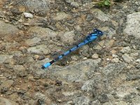 Azure Damselfly.JPG