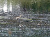 L1220820_Whimbrel.jpg