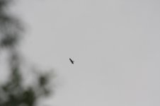 corvid-3.jpg