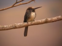 Three_Toed_Jacamar_Soumidoro_090808a.jpg