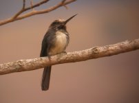 Three_toed_Jacamar_Soumidoro_090808b.jpg