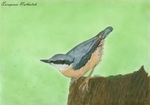 Nuthatch.jpg