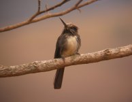 Three_Toed_Jacamar_Soumidoro_090808e.jpg