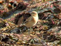 Wheatear1.jpg