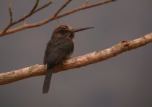 Three_Toed_Jacamar_Soumidoro_090808i.jpg