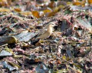 Wheatear2.jpg