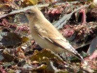 Wheatear4.jpg