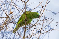 Amazon-Parrot-(22)-fbook.jpg