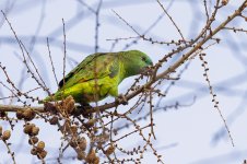 Amazon-Parrot-(50)-fbook.jpg