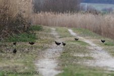 Moorhens.jpg