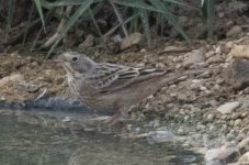 Emberiza hortulana 002 - 2019.09.10 Ezuz (Southern District) Israel.jpg