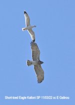 Short-toed Eagle Kalloni SP 110322 cc E Galinou.jpg