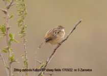 Zitting cisticola Kalloni SP sheep fields 170322 cc S Zannetos.jpg