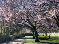 20220320-cherry-blossom-richmond-park.jpg