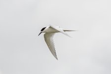 White-fronted Tern 2.jpg