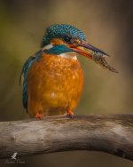 Kingfisher Pair-29.jpg
