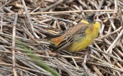 DSC03312 Black-headed Bunting @ San Tin bf.jpg