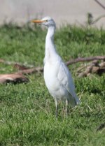 Cattle Egret Bubulcus ibis Skala Kalloni 240322 image cc  Aris Christidis.jpg