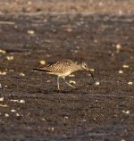 Whimbrel (Numenius phaeopus) Tsiknias River 270322 CC Mirsini Kladogeni.jpg