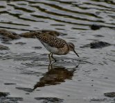 Wood Sandpiper Tringa Glareola Kalloni Salt Pans 290321 CC Mirsini Kladogeni.jpg