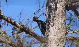 Black Woodpecker 002.jpg