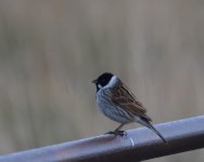 Reed Bunting_Girdle Ness_010422a.jpg