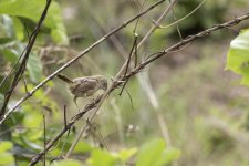 Cisticola-2.jpg