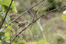 Cisticola-3.jpg