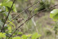 Cisticola-6.jpg