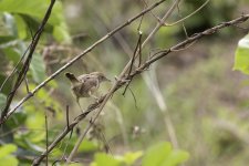 Cisticola-7.jpg