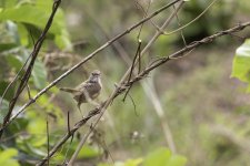 Cisticola-8.jpg