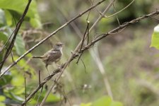 Cisticola-9.jpg