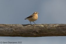 Wheatear.jpg