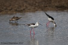 Black-winged-Stilt.jpg