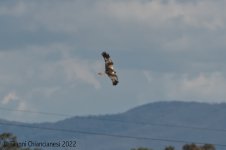 Marsh-Harrier.jpg