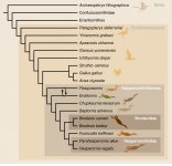 Phylogenetic tree of birds.jpg