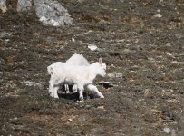 Kashmir Goat (9).jpg