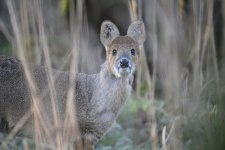 Chinese Water Deer.jpg