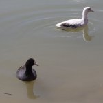 Two Coots.jpg