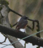 Redstart April 2022b.JPG