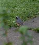 Redstart April 2022c.JPG